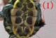 乌龟怎么看年龄-乌龟怎么看年龄图解 巴西龟