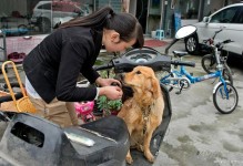 成都市禁养犬种