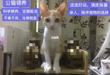 东莞宠物猫免费赠送-东莞宠物猫价格东莞宠物猫图片东莞宠物猫转让