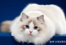 宠物猫猫名字大全可爱-宠物猫猫名字大全可爱女生