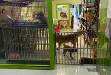 宠物店上海-上海宠物店有多少家