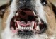 宠物狗拔牙多少钱-狗狗拔牙手术一般要多少钱