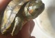 乌龟的白眼病-乌龟的白眼病不吃东西怎么办