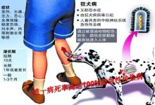 宠物狗打了狂犬疫苗-宠物狗打了狂犬疫苗咬到人有事吗