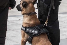 宠物警犬游戏