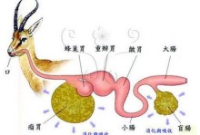 兔子有几个胃-兔子有几个胃,都有什么作用