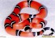 红色宠物蛇-红色宠物蛇头顶有点黑色