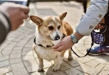 宠物狗哪里打狂犬疫苗