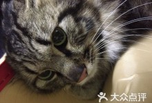 四平宠物猫