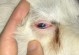 宠物狗眼睛红了怎么办