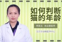 如何判断猫的年龄-如何判断猫的年龄牙齿图片