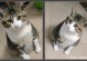 简州猫图片-简州猫的特征和性格