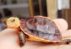 宠物乌龟的品种-宠物乌龟的品种及图片