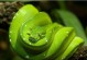 绿色宠物蛇-绿色宠物蛇可以养吗?