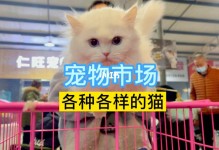 交易宠物猫