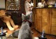 猫咪咖啡厅-猫咪咖啡厅动漫