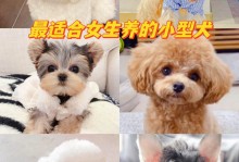 女犬宠物饲养-女生宠物狗排行榜