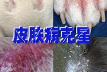 猫宠物螨虫-宠物猫螨虫用什么药