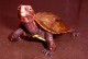 枫叶龟环境-枫叶龟环境怎么搞