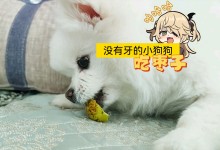 狗可以吃枣子吗