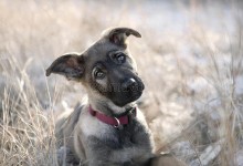 牧羊犬索菲-牧羊犬索菲改进版