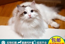 淘宝网宠物猫