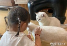 宠物猫防疫-宠物猫防疫流程