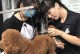 宠物美容课程昆明-宠物美容技术培训学校