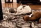 宠物兔动态-宠物兔子视频大全可爱