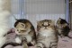上海宠物猫领养-上海 猫咪 领养
