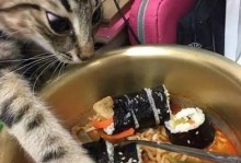 宠物猫食物-宠物猫食物改变