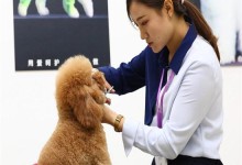 宠物美容业现状