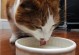 猫可以喝温水吗的简单介绍