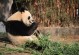 大熊猫吃竹子-大熊猫吃竹子视频