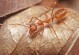 宠物蚂蚁品种-哪种宠物蚂蚁好养活