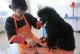 宠物美容师培训多少钱-宠物美容师宠物美容培训费用