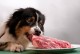 狗狗能吃蘑菇吗-狗狗能吃蘑菇吗熟的