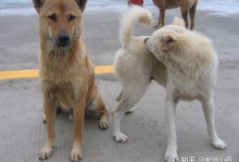 土狗能活多少年-土狗幼崽怎么看出是好狗