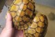 宠物淡水龟-淡水龟类品种大全介绍图解