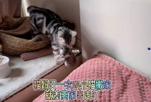 宠物搬家怎么办