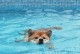 宠物游泳北京-北京宠物游泳馆