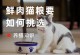 猫粮如何选择