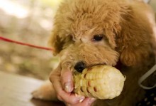 宠物狗不能吃什么食物