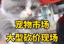 宠物市场猫图片