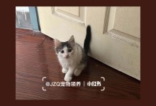 重庆宠物猫专卖店-重庆有没有比较好的猫咪宠物店