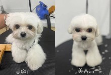 宠物犬美容视频-宠物犬美容的工具与用品主要有哪些