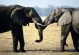 大象能活多少年-十大寿命最长的动物排名