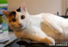 宠物猫的习性-宠物猫的特征和特点