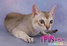 世界上最小的猫-世界上最小的猫头鹰