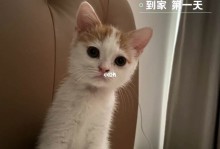 怎么养宠物猫挣钱-怎么养宠物猫挣钱快